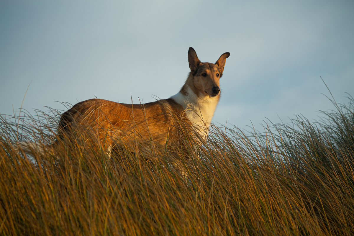 Kurzhaarcollie