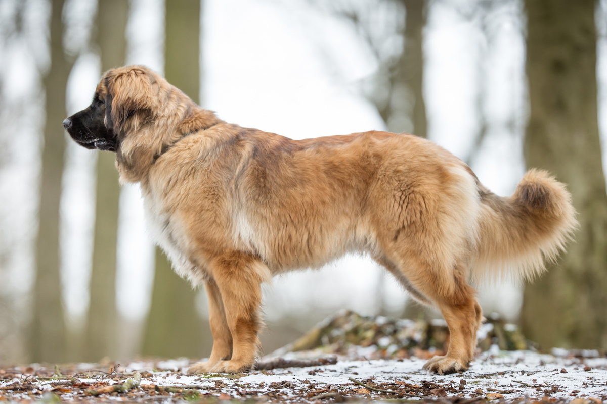 Leonberger
