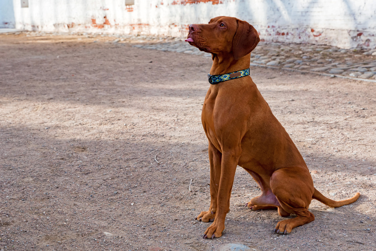 Magyar Vizsla Portrait