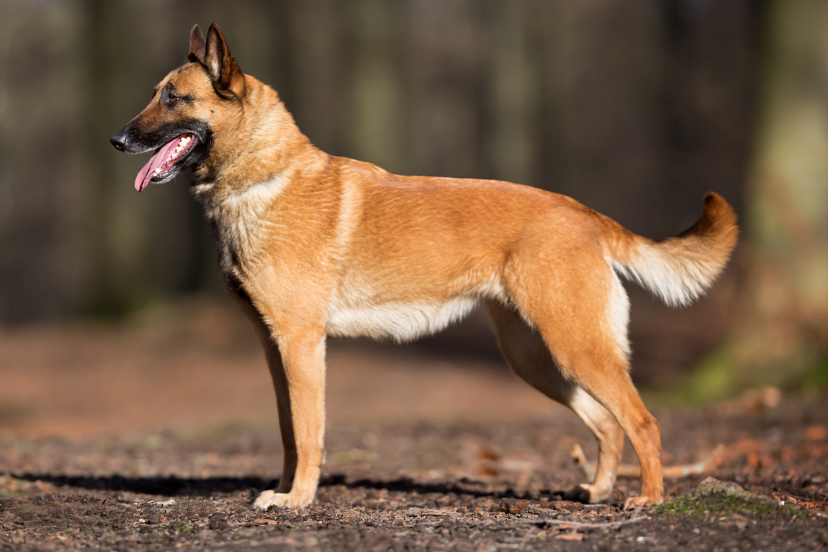Malinois