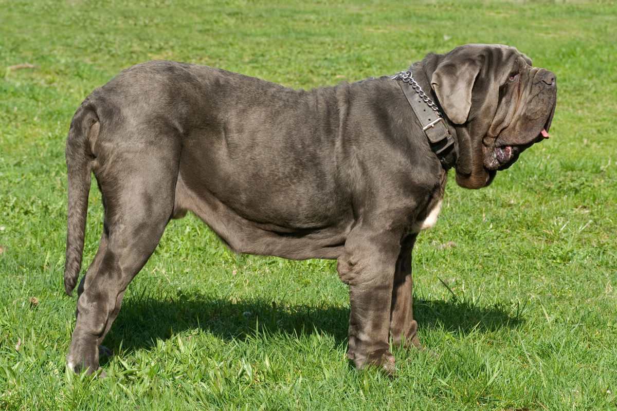 Mastino Napoletano