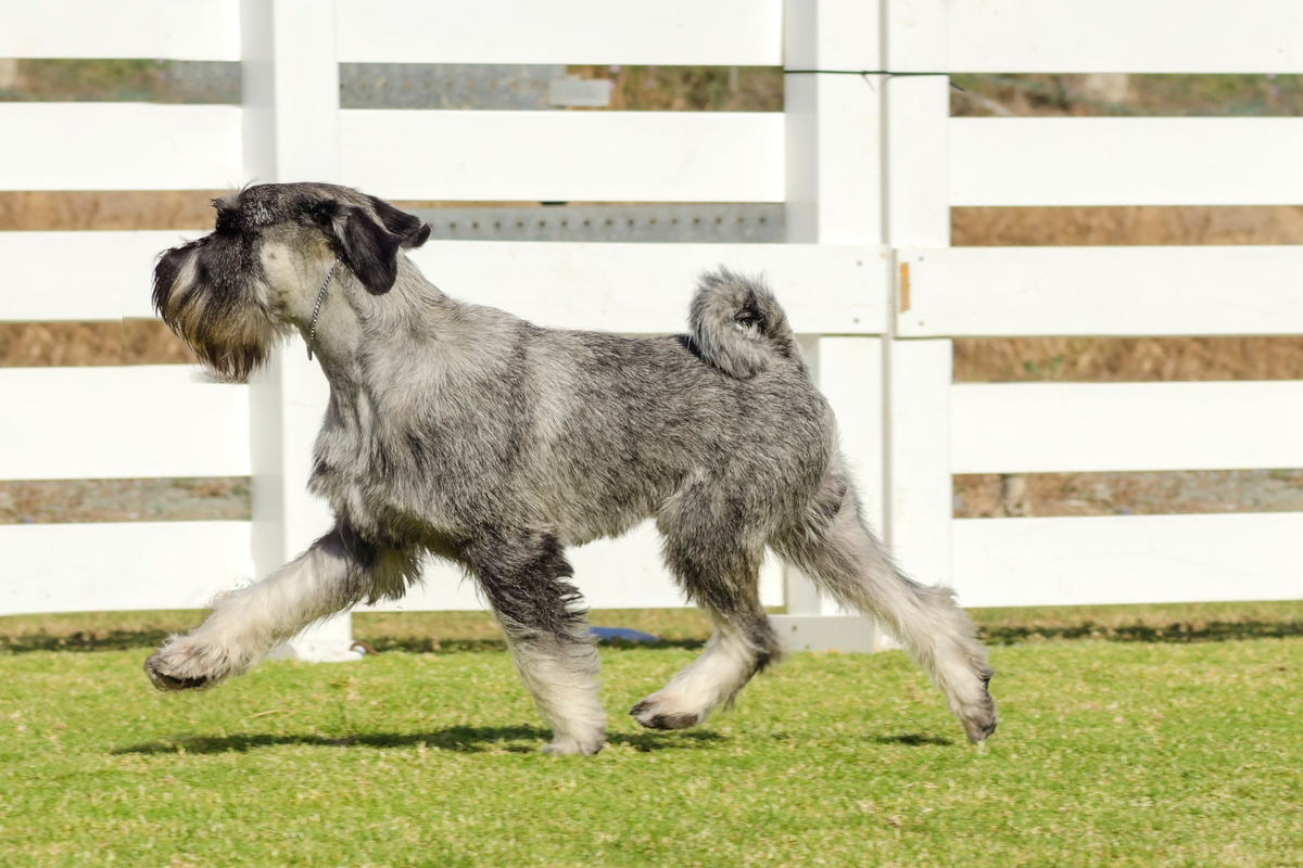 Mittelschnauzer