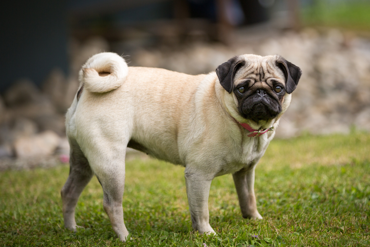 Mops