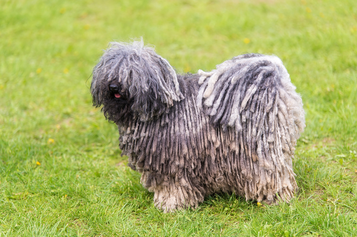 Puli