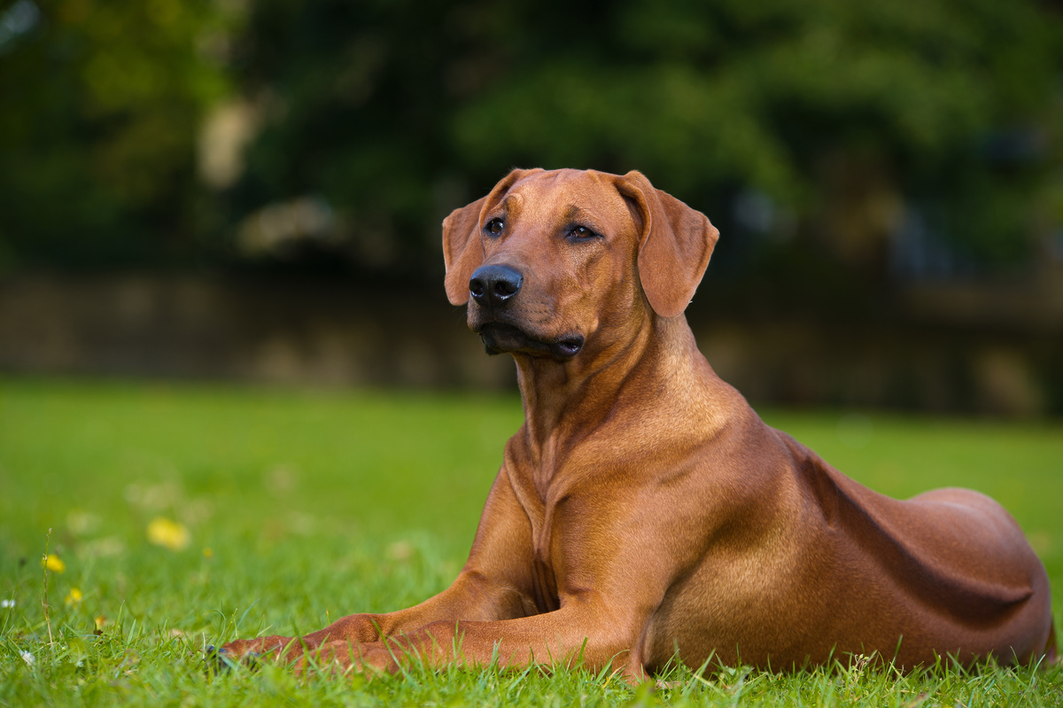 Rhodesian_Ridgeback_Seitenportrait