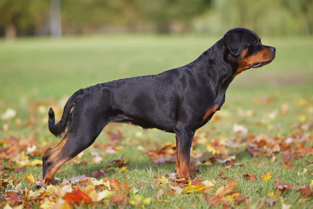 Rottweiler