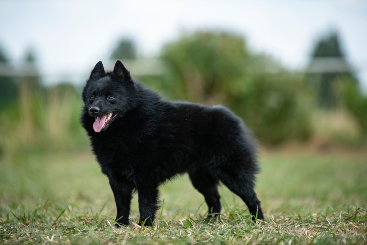 Schipperke