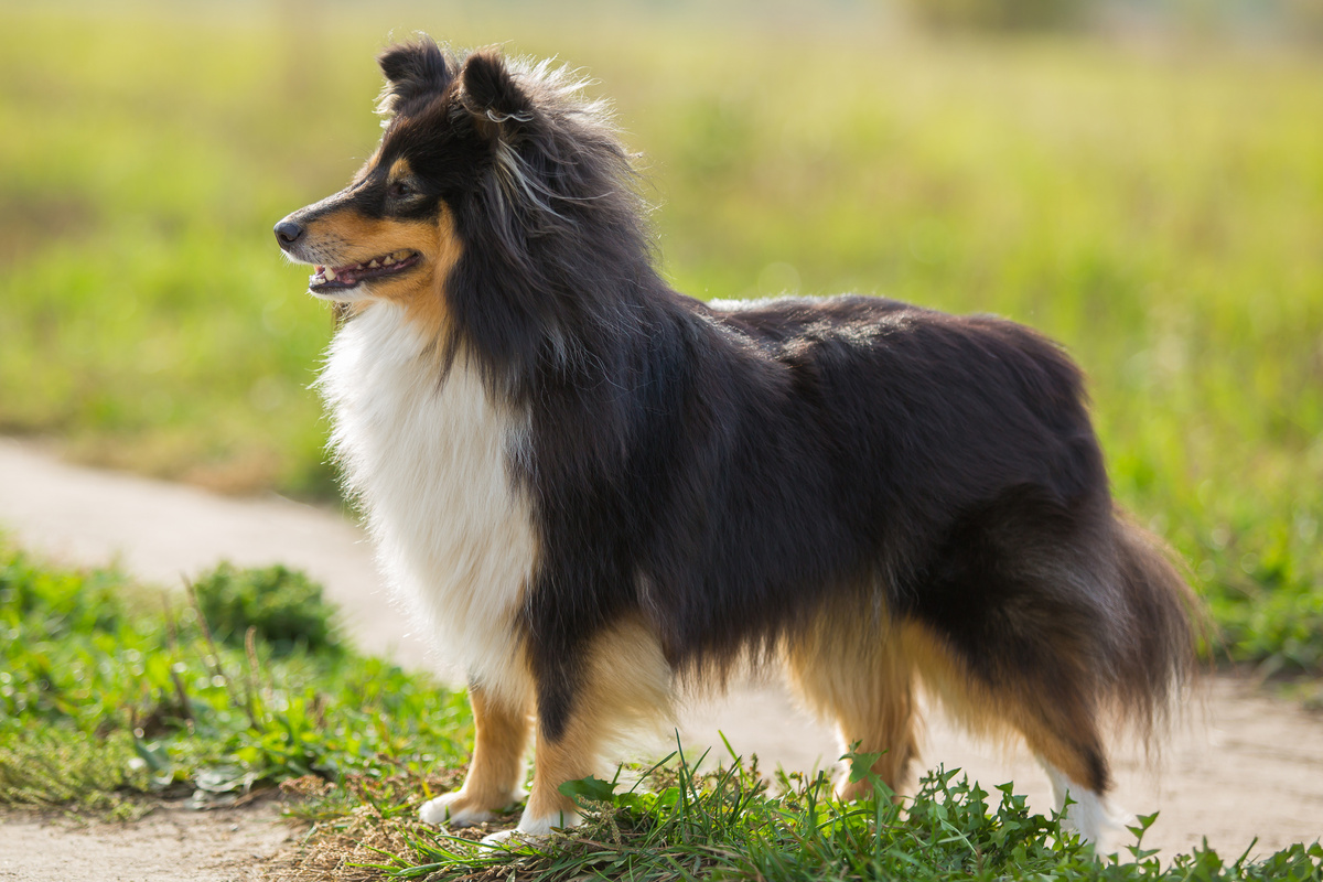 Shetland Sheepdog