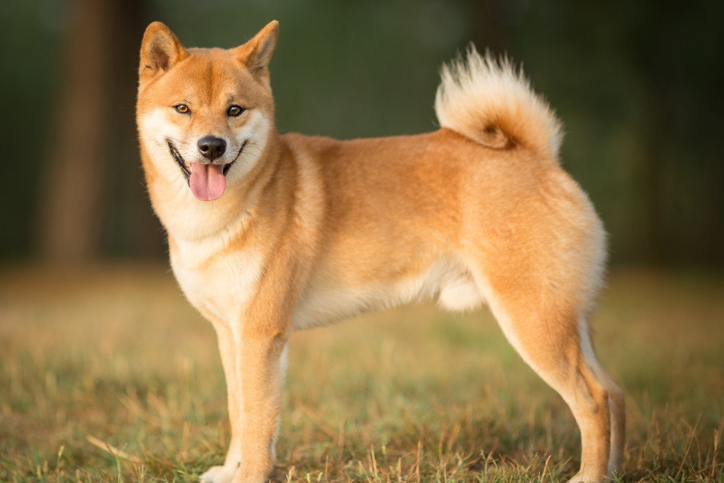 Shiba Inu