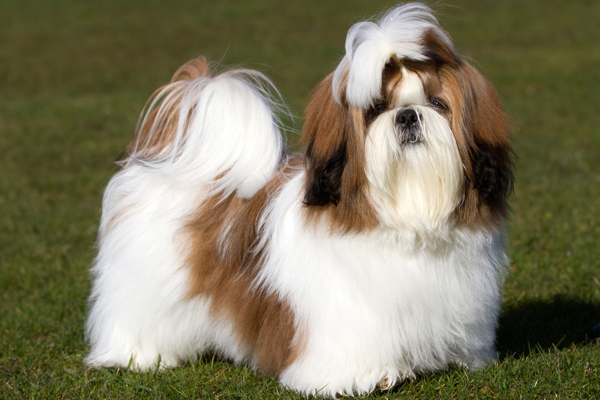 Shih Tzu