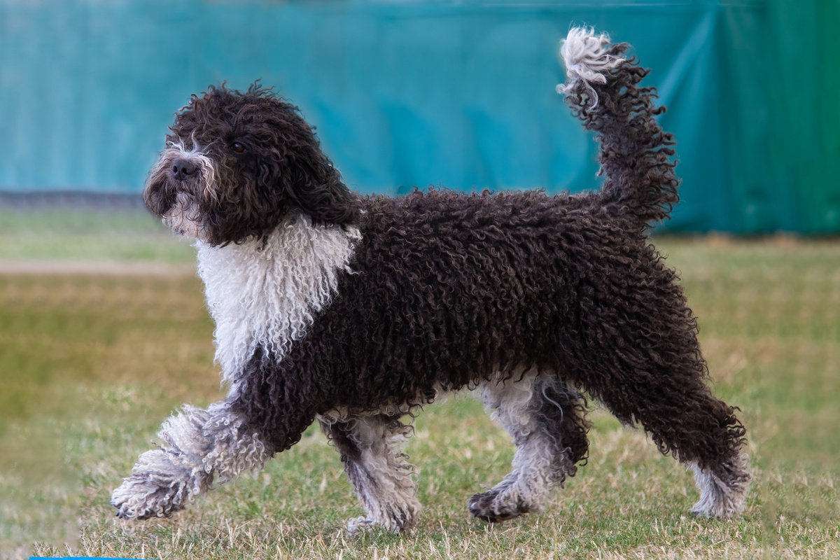 Spanischer Wasserhund