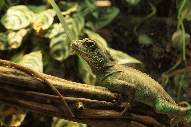 Grüne_Wasseragame_im_Terrarium
