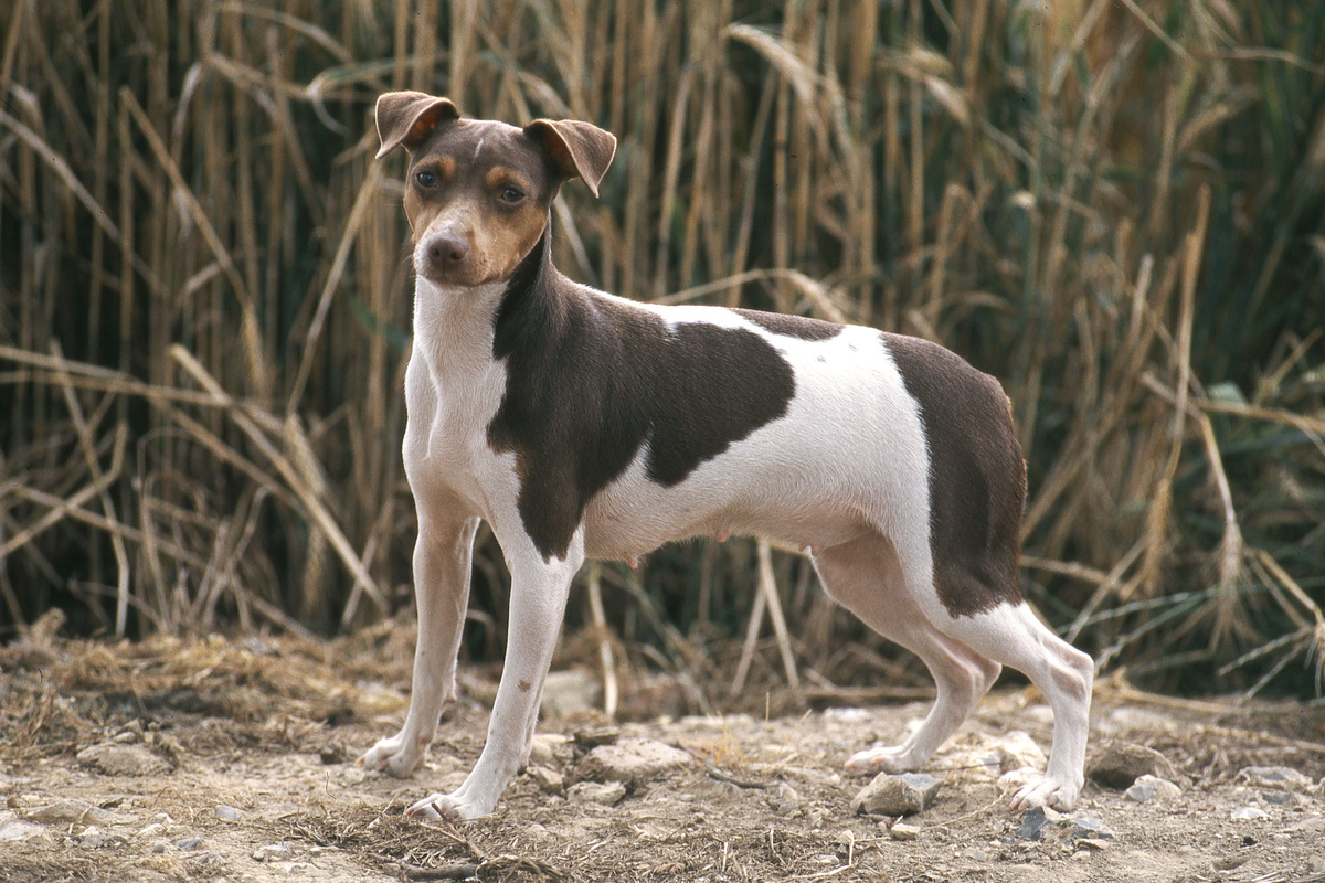 Terrier Brasileiro