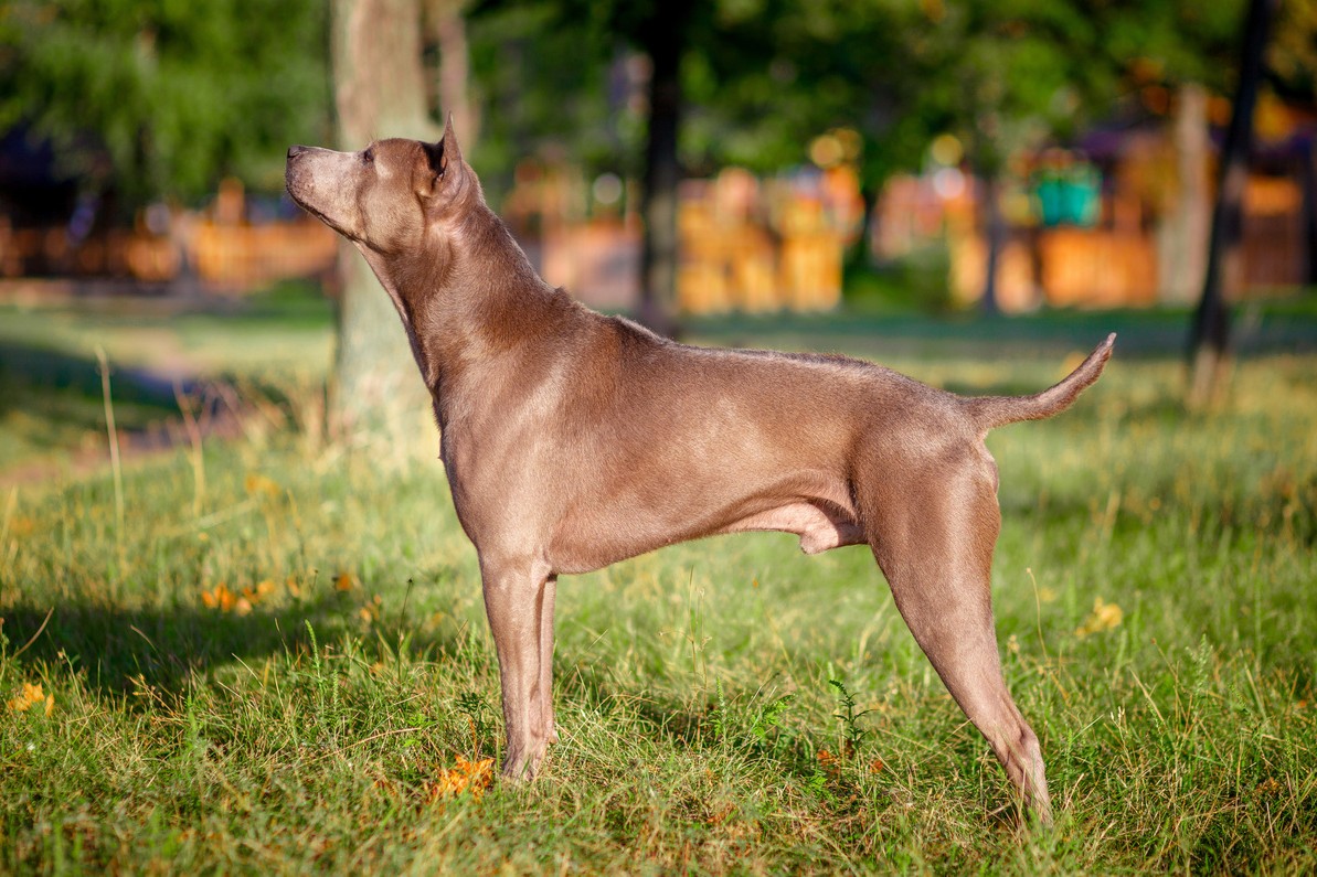 Thai Ridgeback - Rasseportrait | DAS FUTTERHAUS
