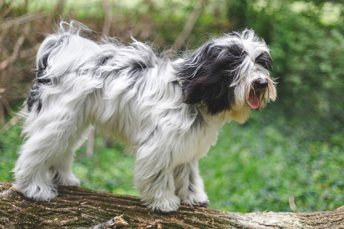 Tibet Terrier