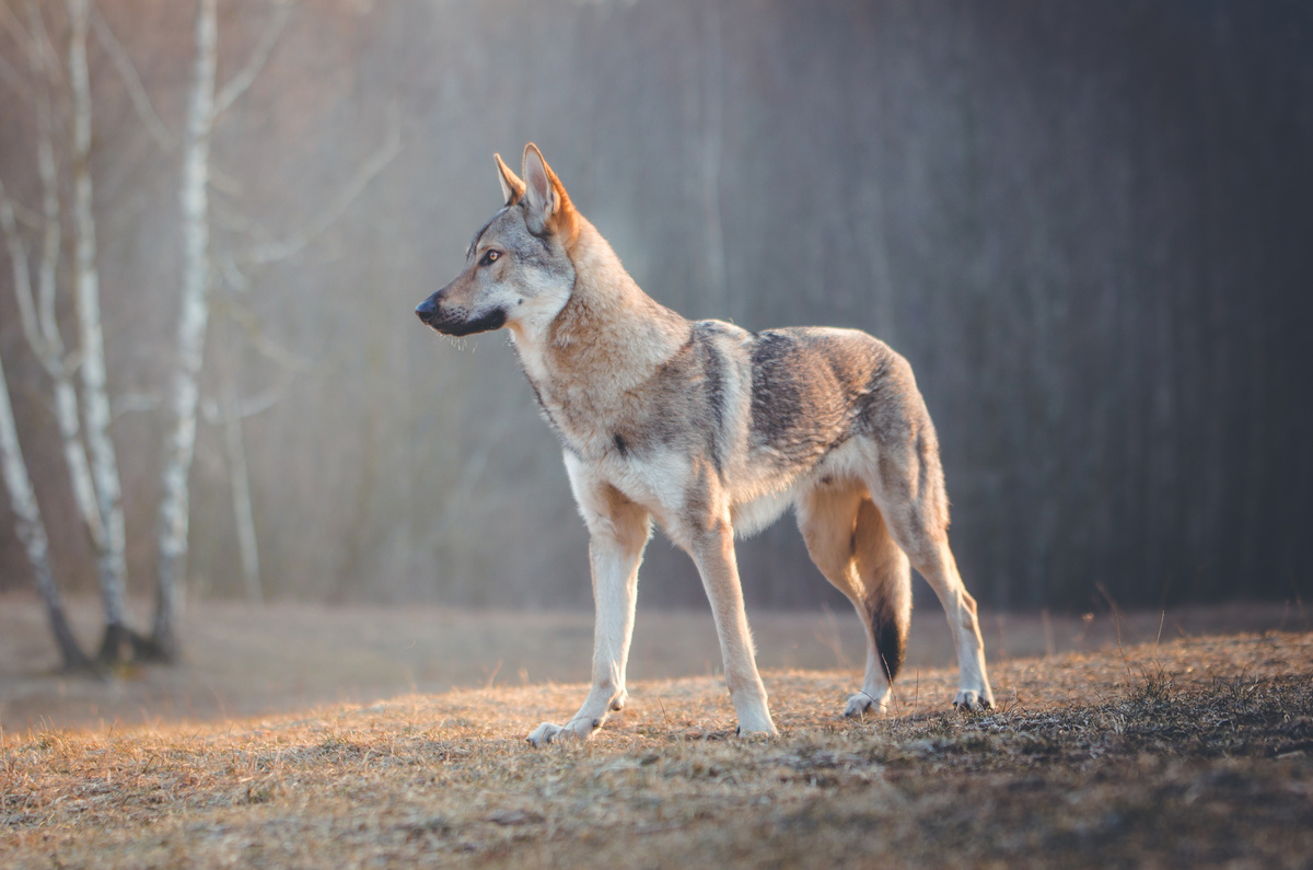 Tschechoslowakischer Wolfhund