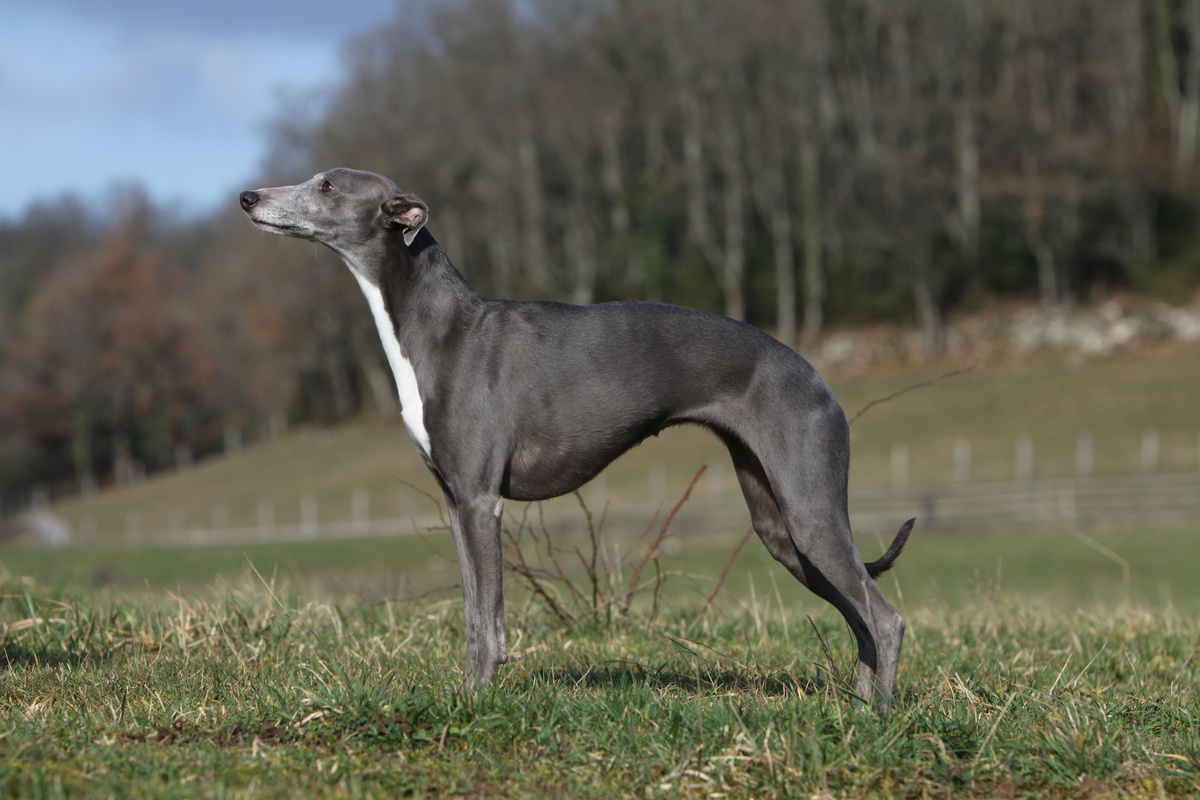 Whippet