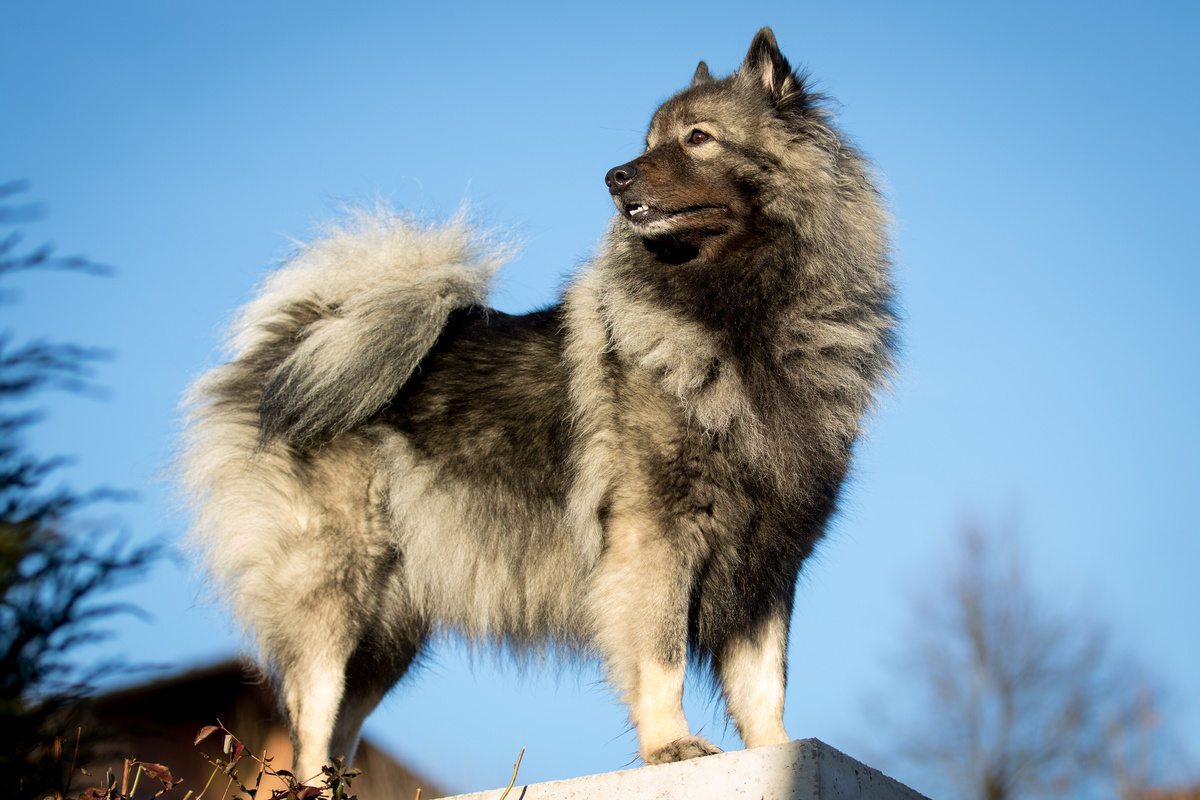 Wolfsspitz