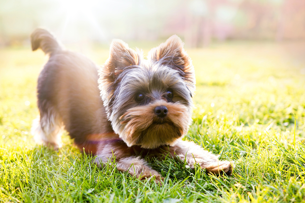 Yorkshire Terrier