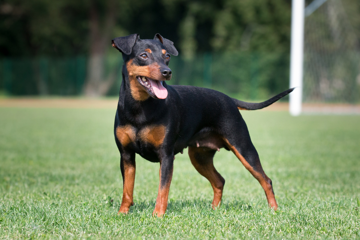 Zwergpinscher