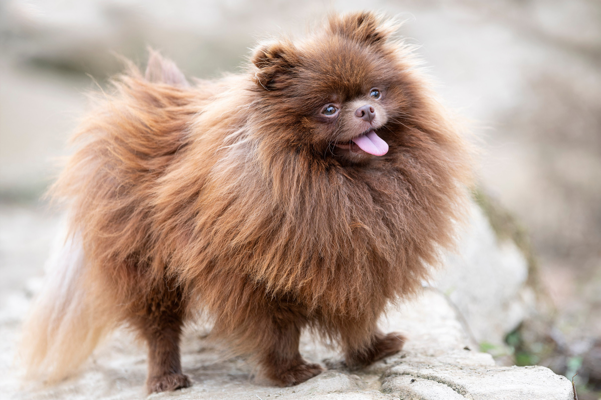 Zwergspitz Pomeranian