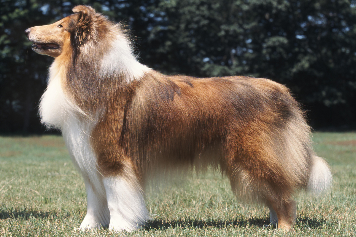 Collie Seitenportrait
