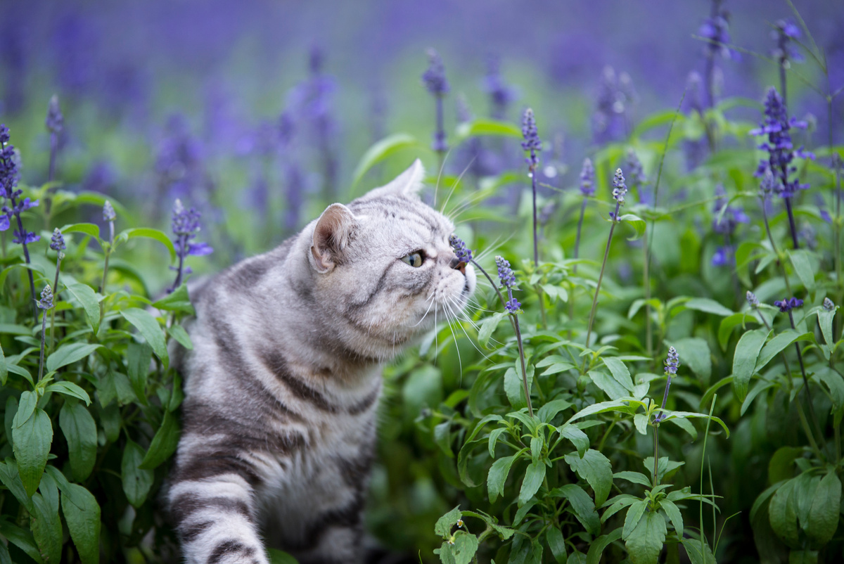 Giftig für Katze