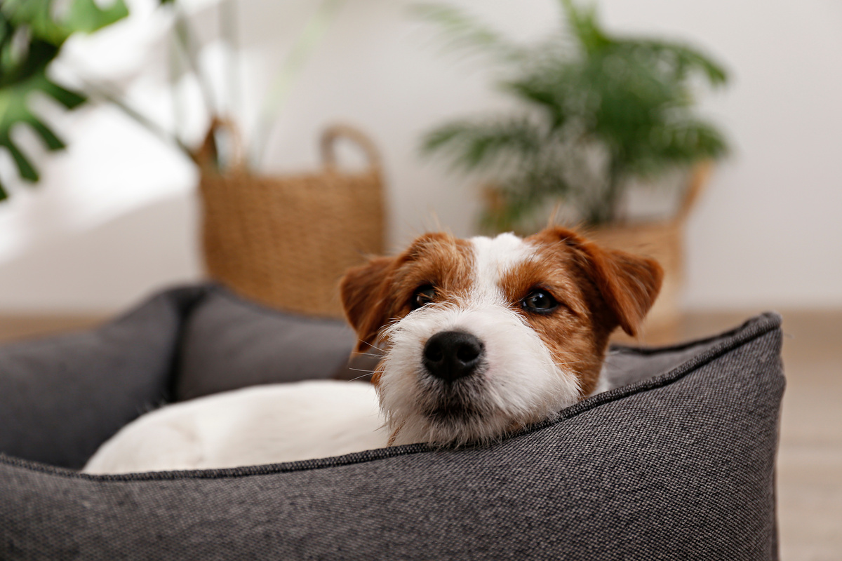 Hund ist allein zu Hause