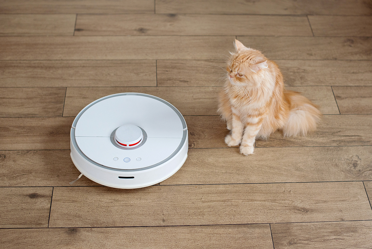 Katze hustet - Symptome, Ursachen und Behandlung