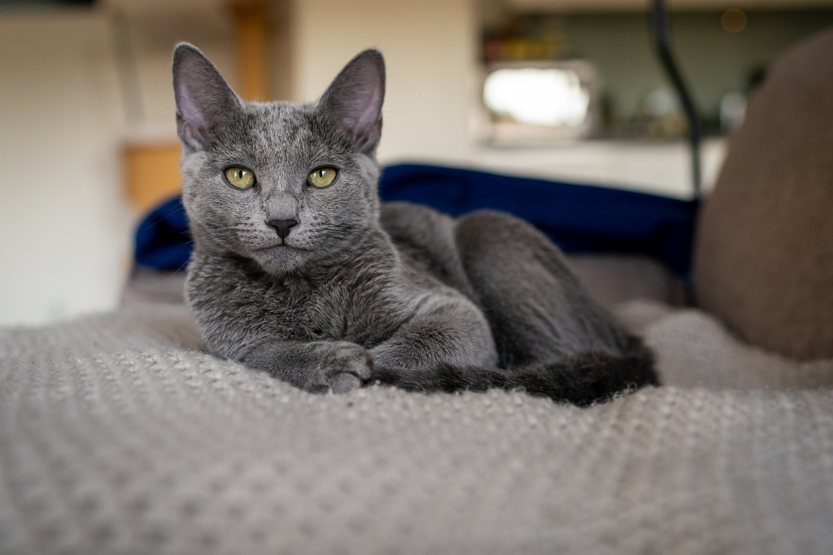 Wie alt werden Katzen?