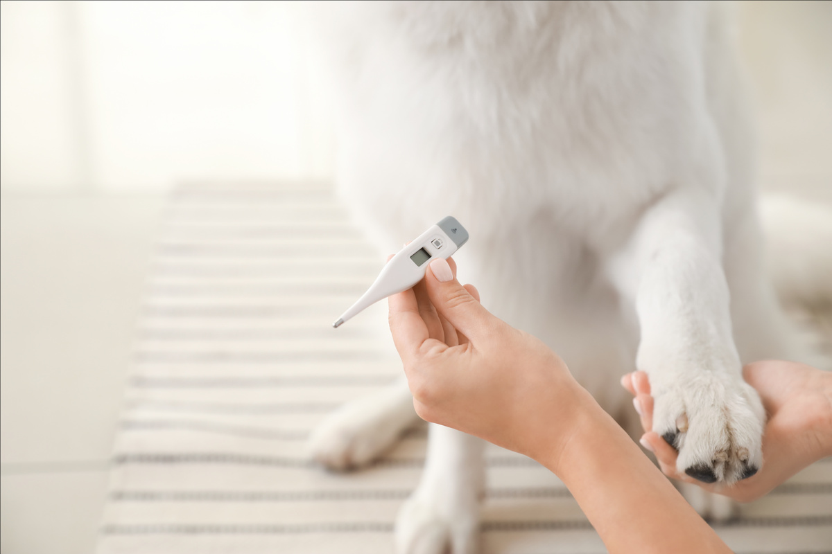 Körpertemperatur Hund