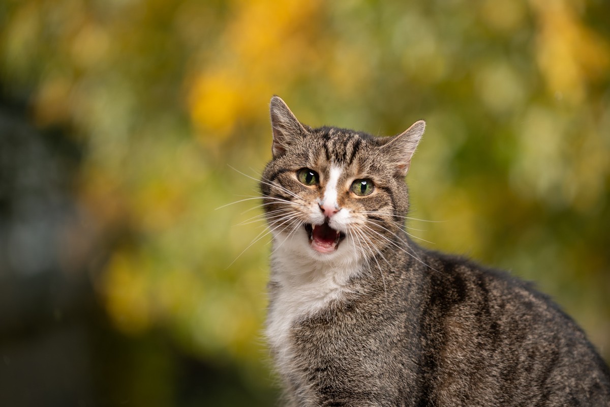 Rolligkeit bei der Katze DAS FUTTERHAUS