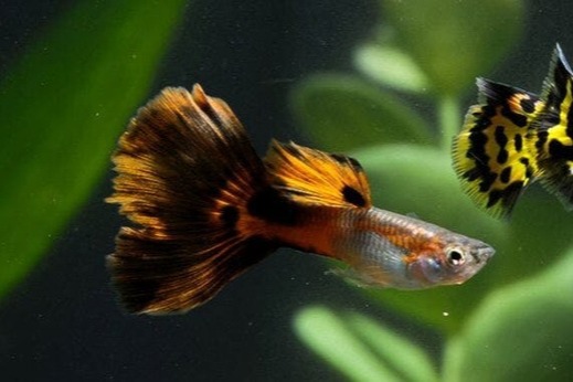 Guppies_im_Süßwasseraquarium