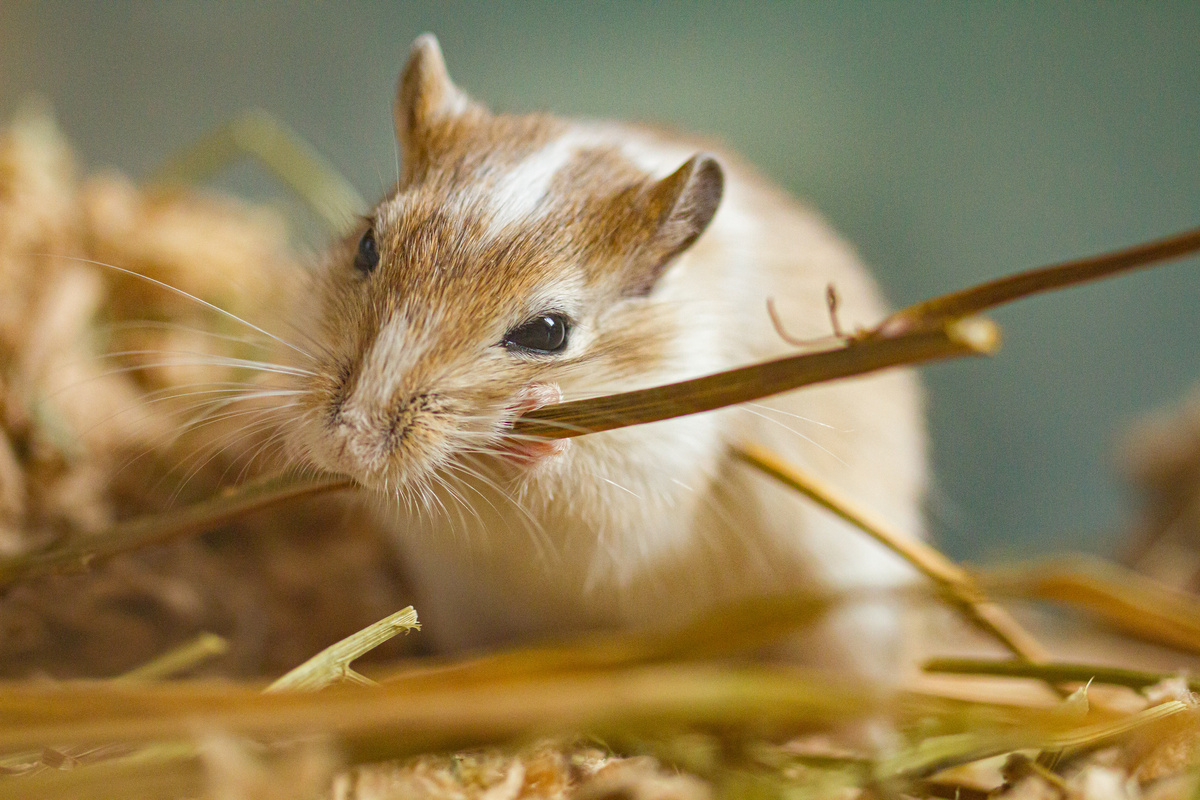 Maus bei fressen