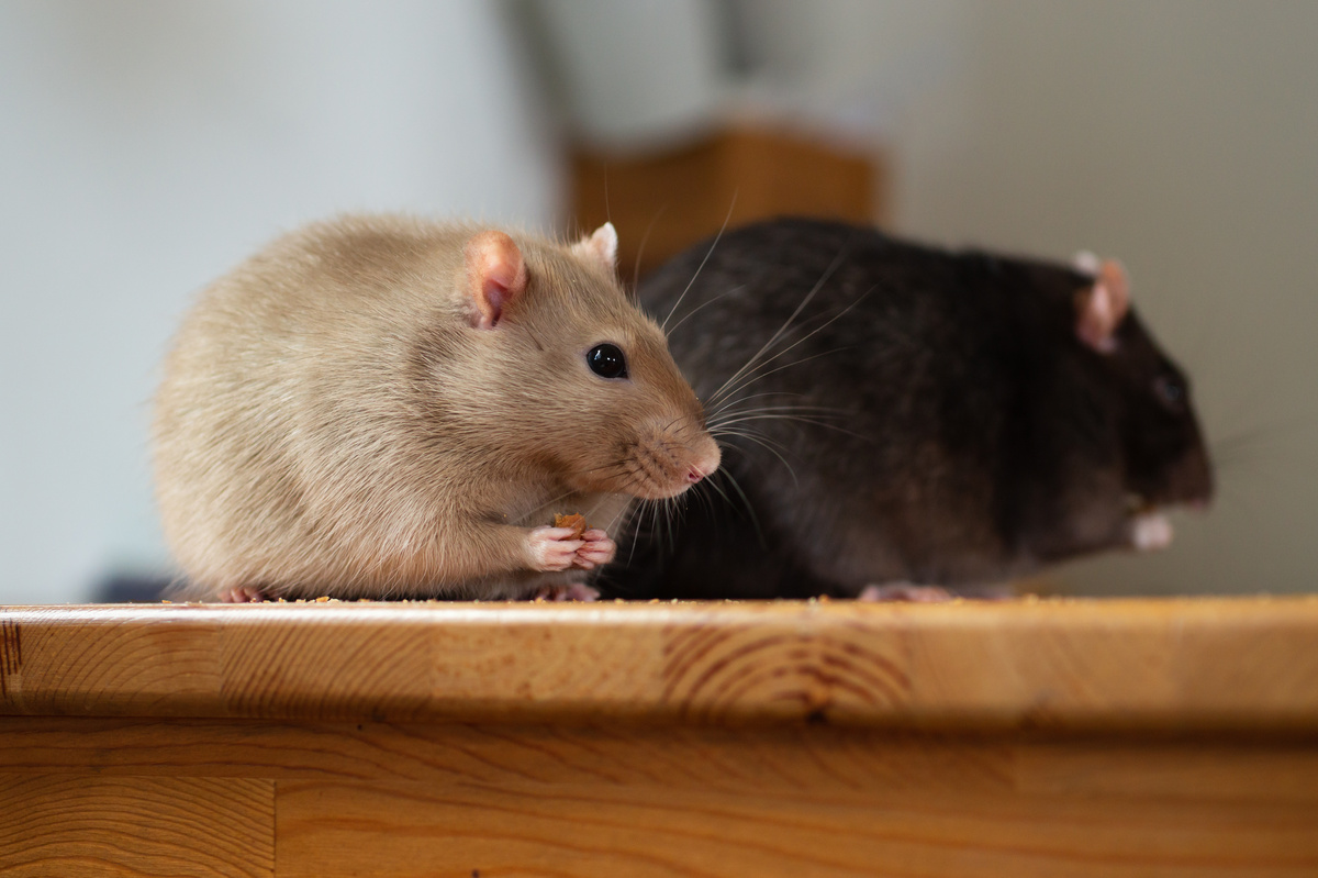 Ratten Ernährung