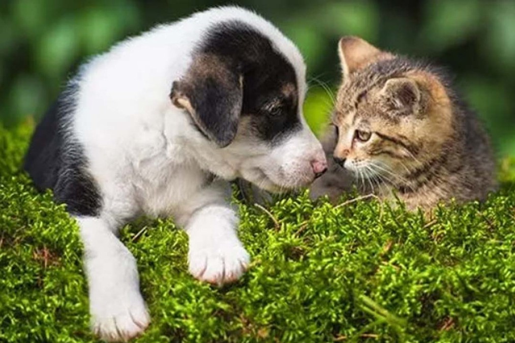 Die Tier-WG: So gewöhnen sich Hund und Katze am besten aneinander