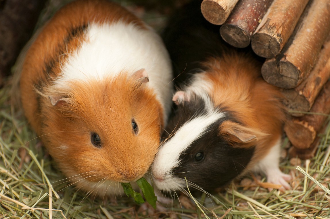 Wie alt werden Meerschweinchen?