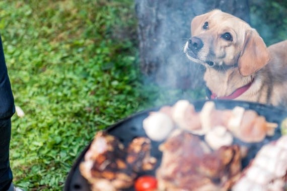 Grillen mit dem Hund