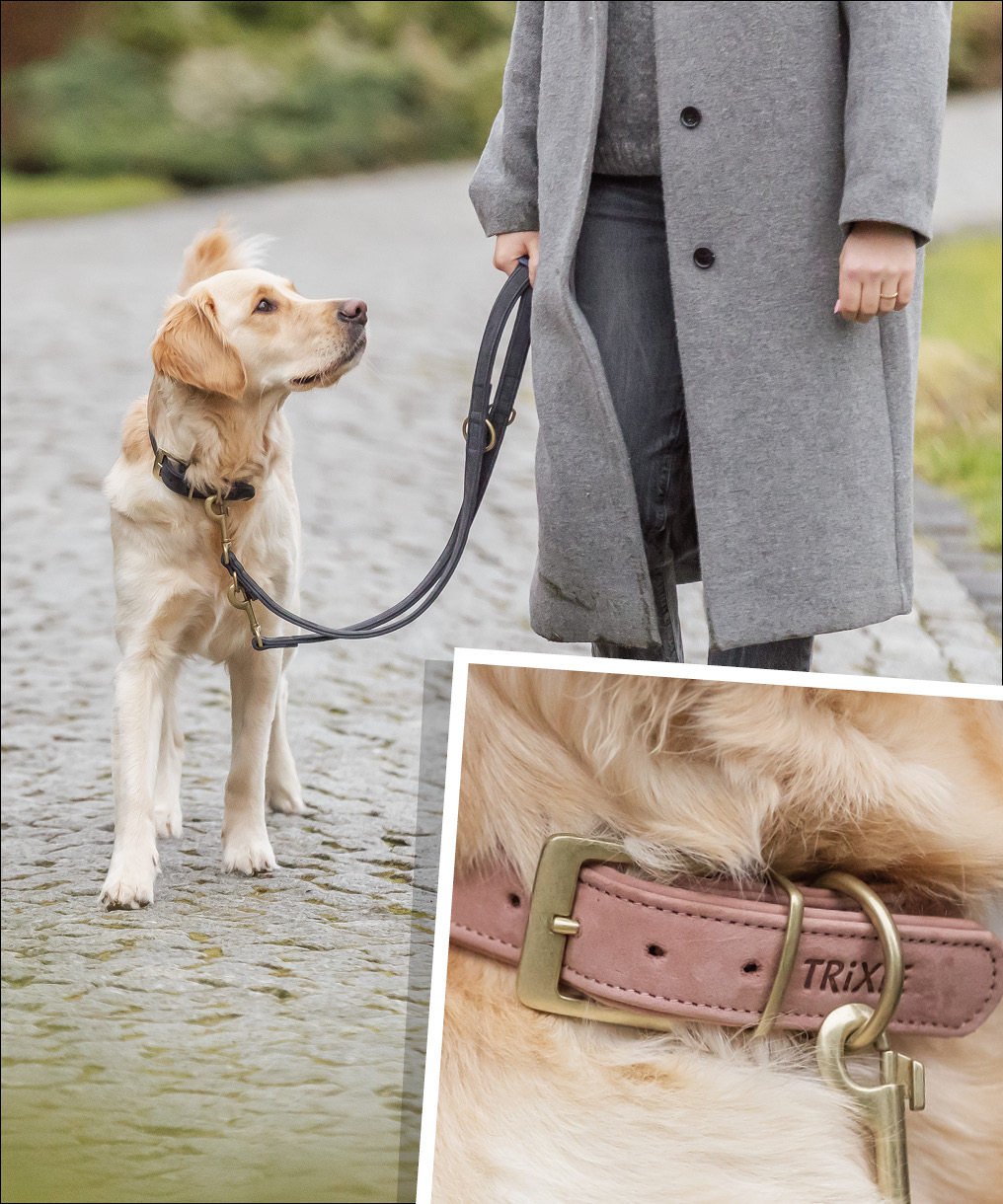 Ein Hund an der Leine und eine Nahaufnahme des Halsbandes