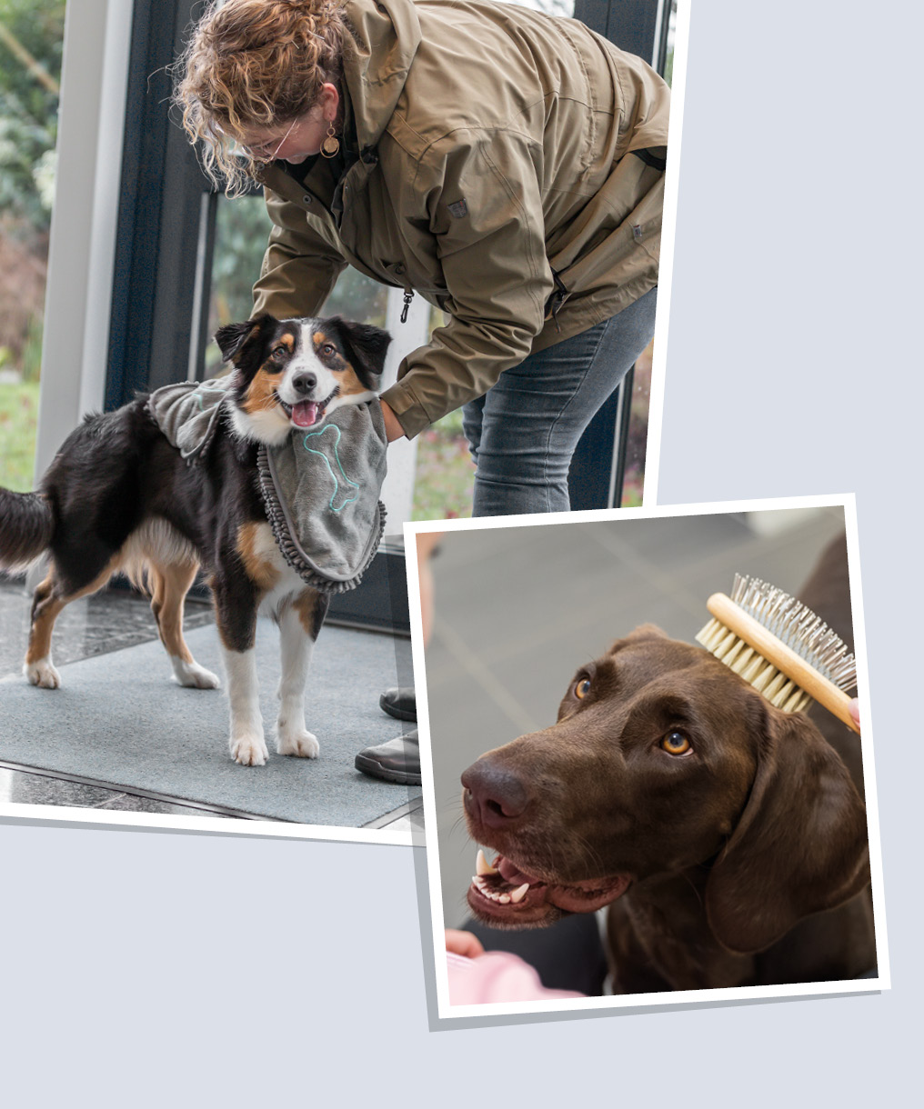 Bilder von Hunden, die mit TRIXIE Produkten gebürstet und getrocknet werden