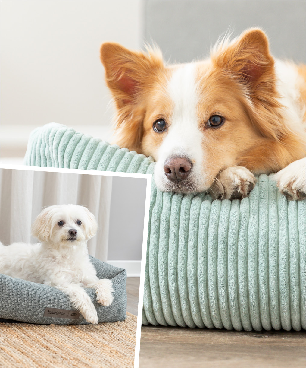 Zwei Fotos von Hunden, die in ihrem Hundebett von TRIXIE liegen