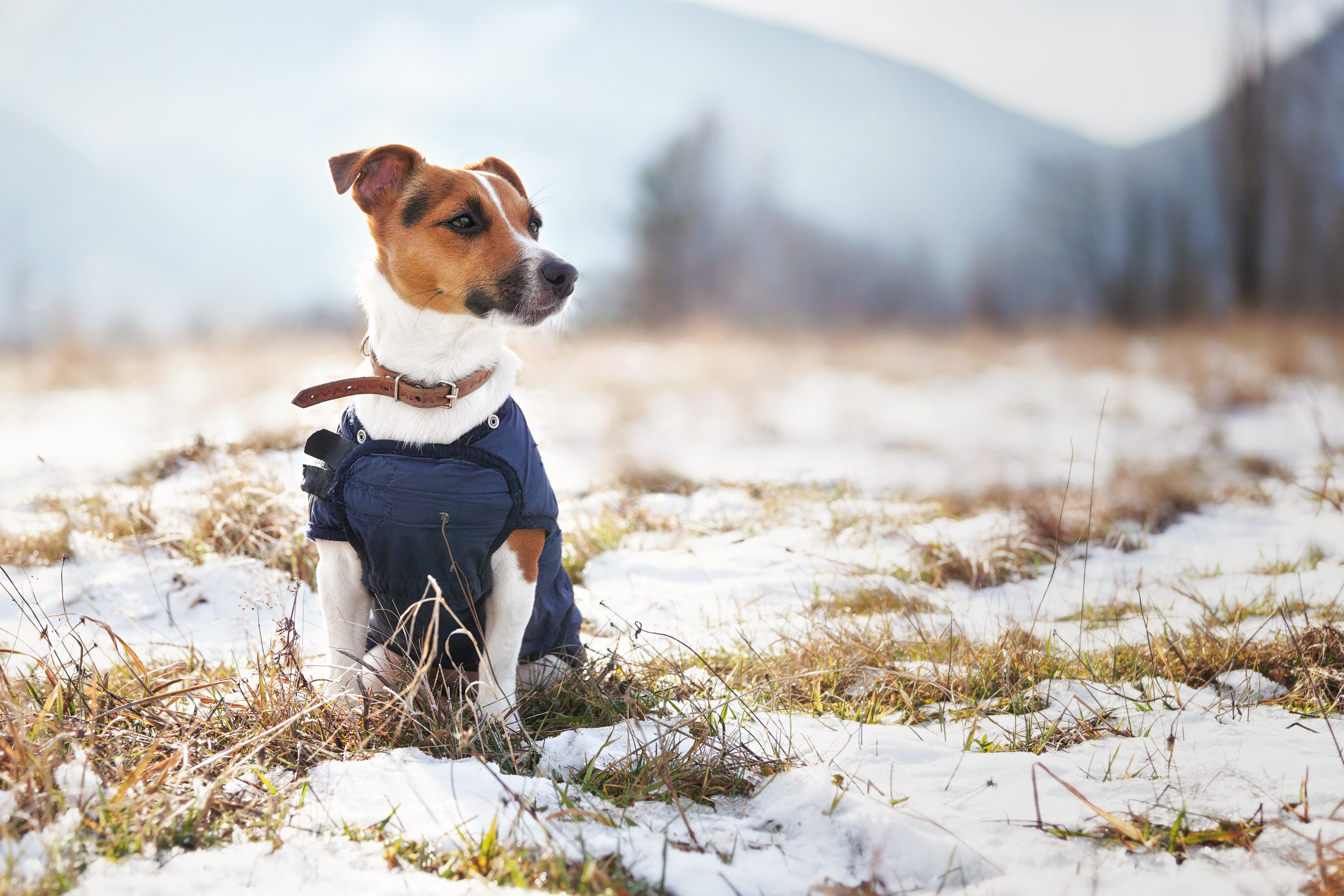 hund schnee